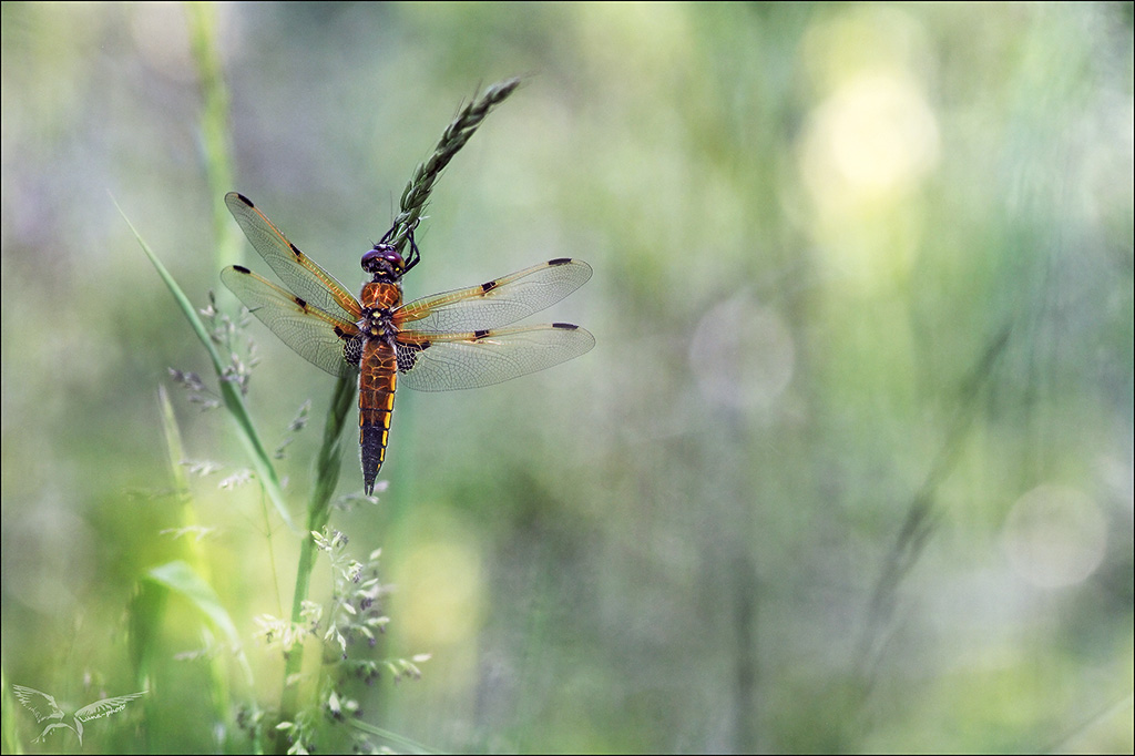 Libellula quadrimaculata♀.jpg
