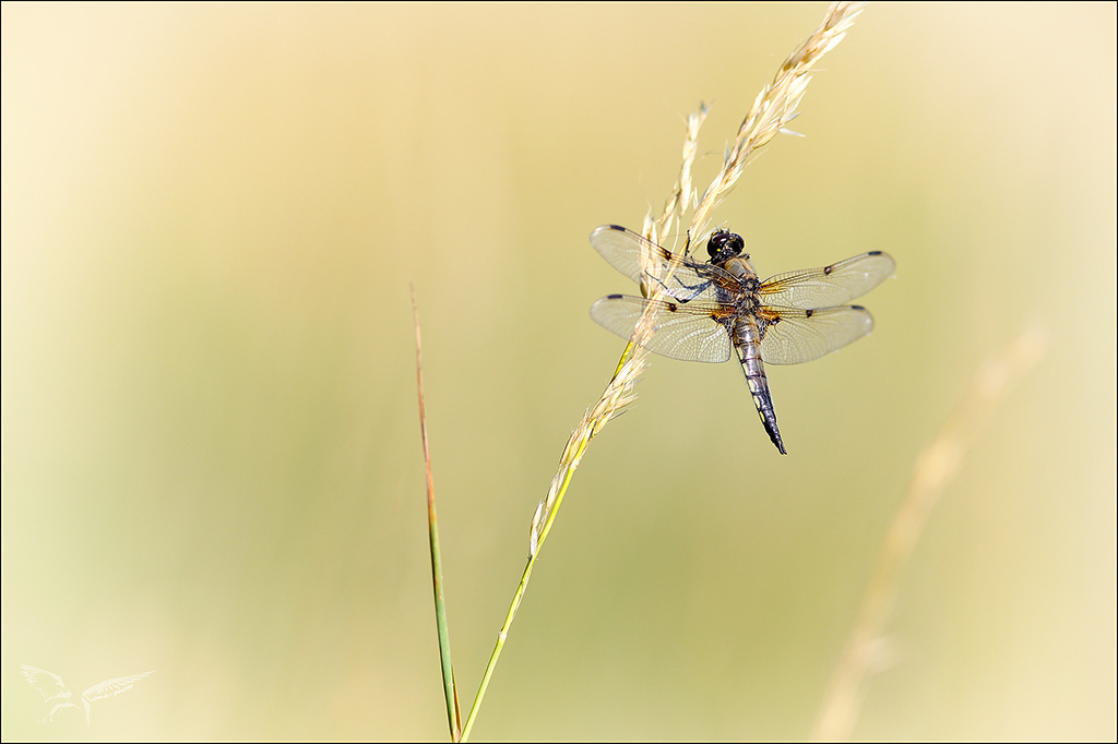 Libellula quadrimaculata♂ mature.jpg