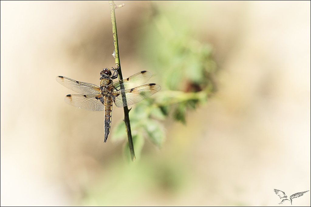 Libellula quadri ♂forme praenubila.jpg