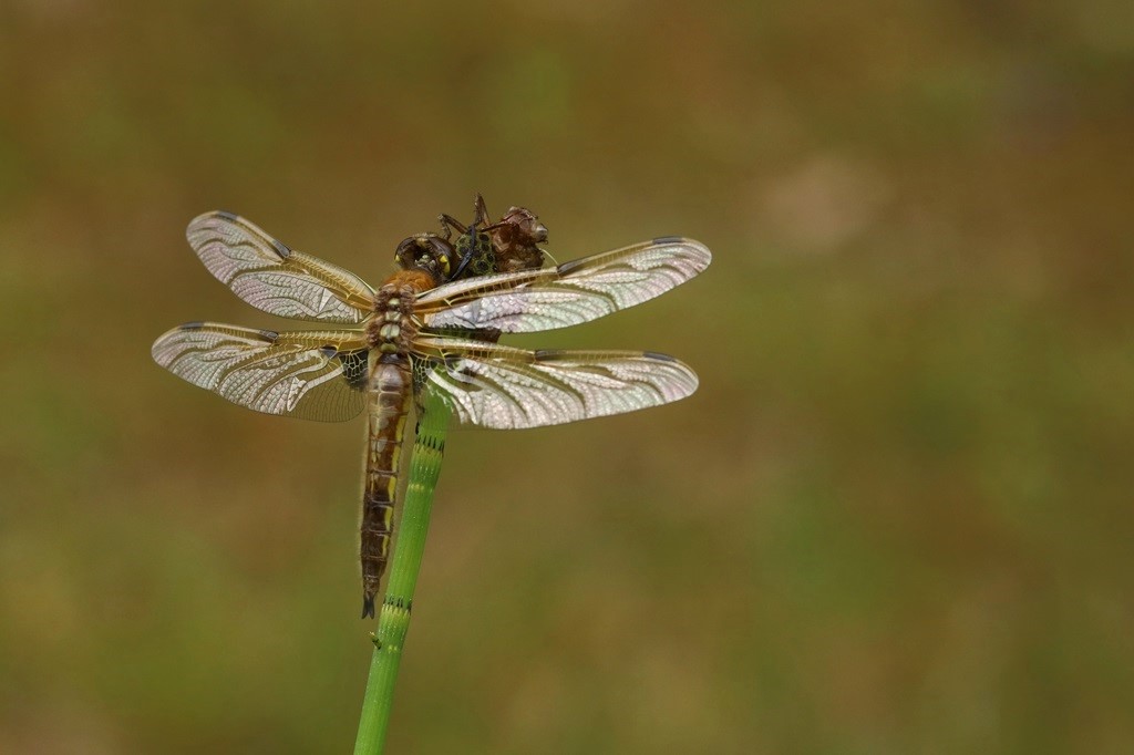3 IMG_8474X♂.JPG