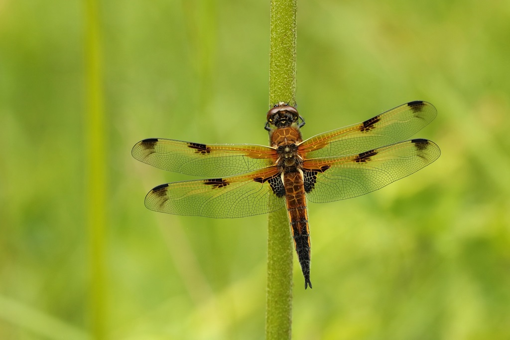 4 IMG_3186X♂.JPG