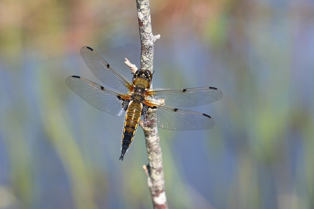 6 IMG_7889X♂.JPG