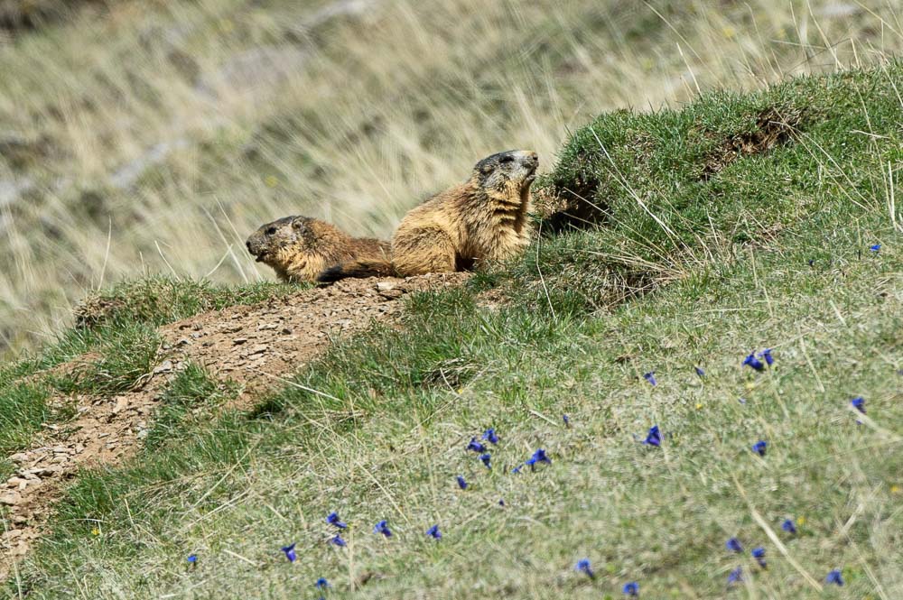 Marmottes 2024_40.jpg
