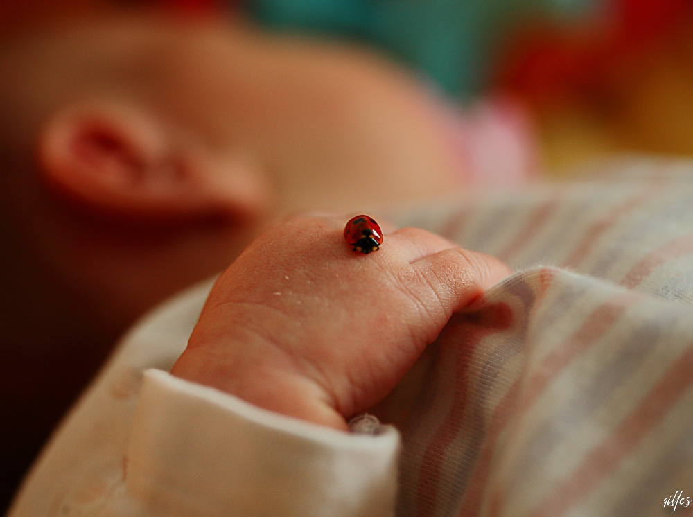 Lilou coccinelle.jpg