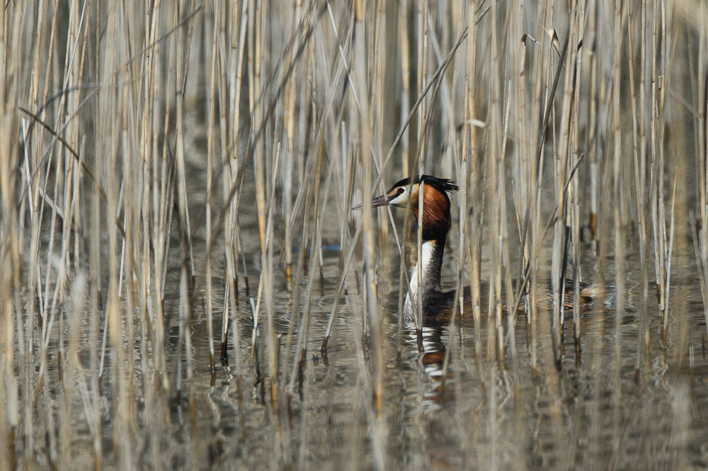 Grebe 2024_19-2.jpg