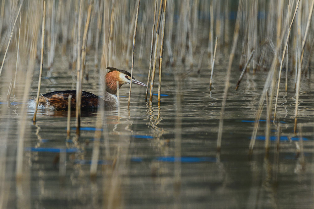 Grebe 2024_25-2.jpg