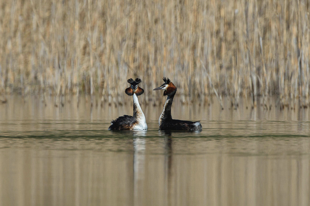 Grebe 2024_59-2.jpg