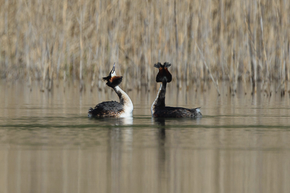 Grebe 2024_67-2.jpg