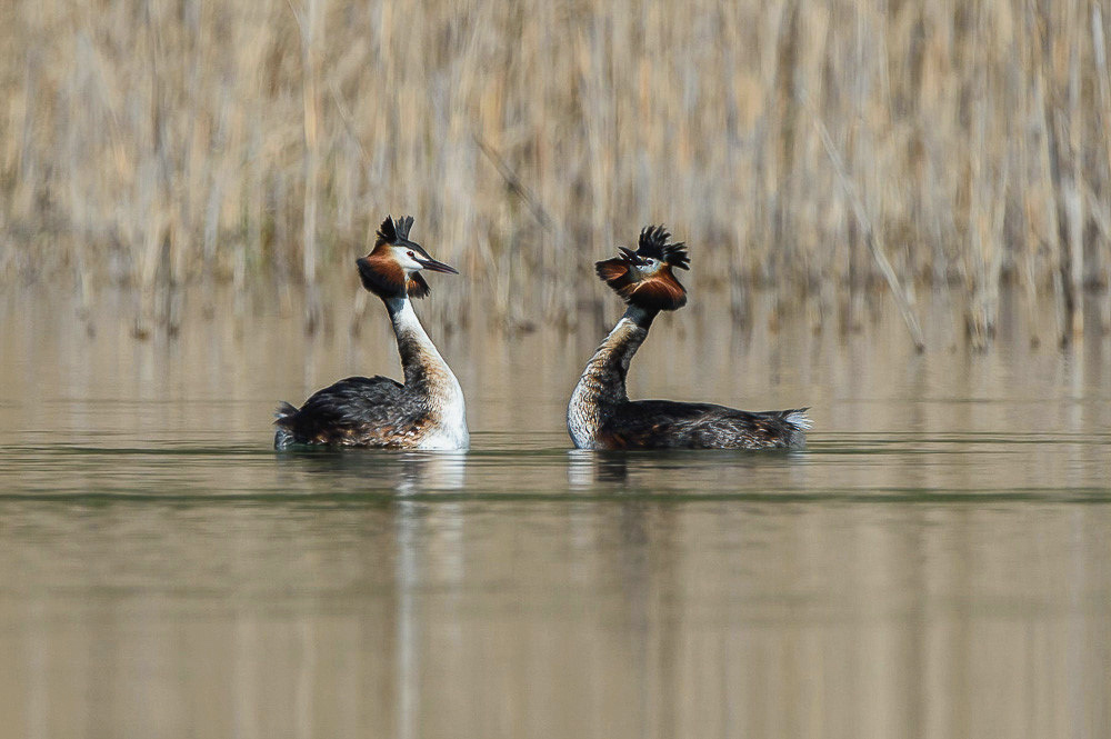 Grebe 2024_75-2.jpg