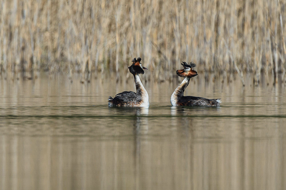 Grebe 2024_76-2.jpg