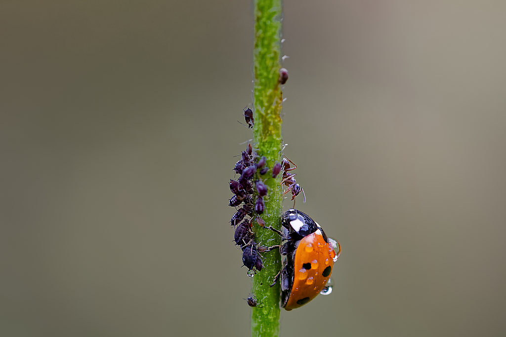 coccinelle 3.jpg