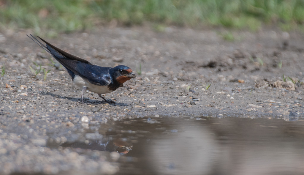 Hirondelle_.jpg