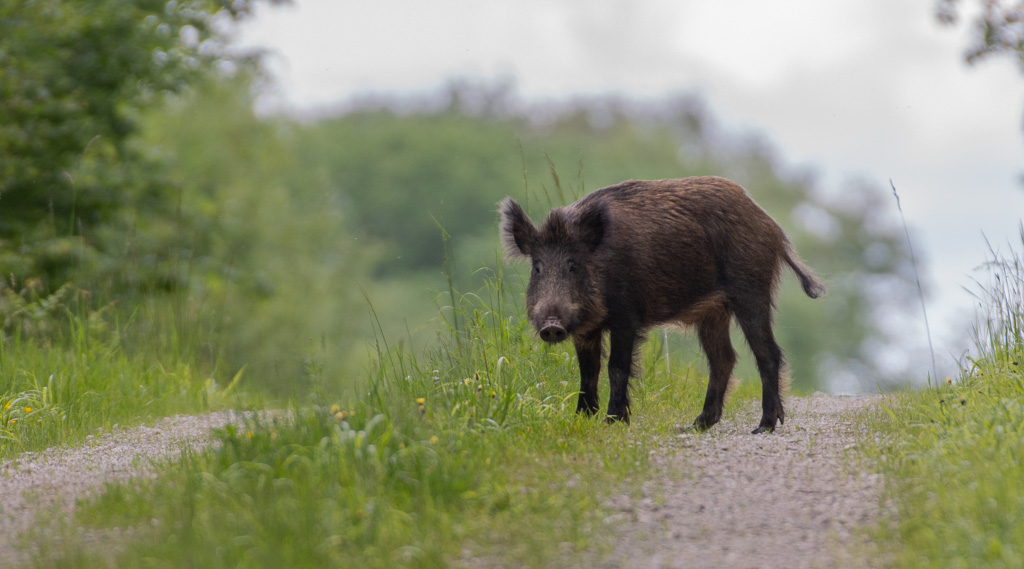 Sanglier -3-.jpg
