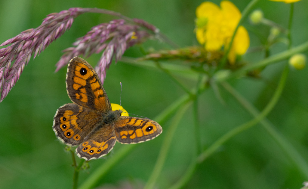 Papillon  Le satyre (La mégère).jpg