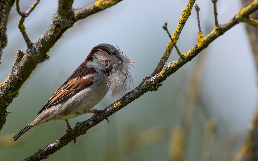 Moineau.jpg