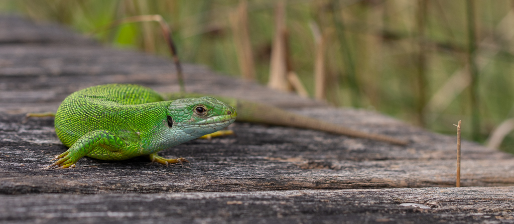 Lézard vert (2).jpg