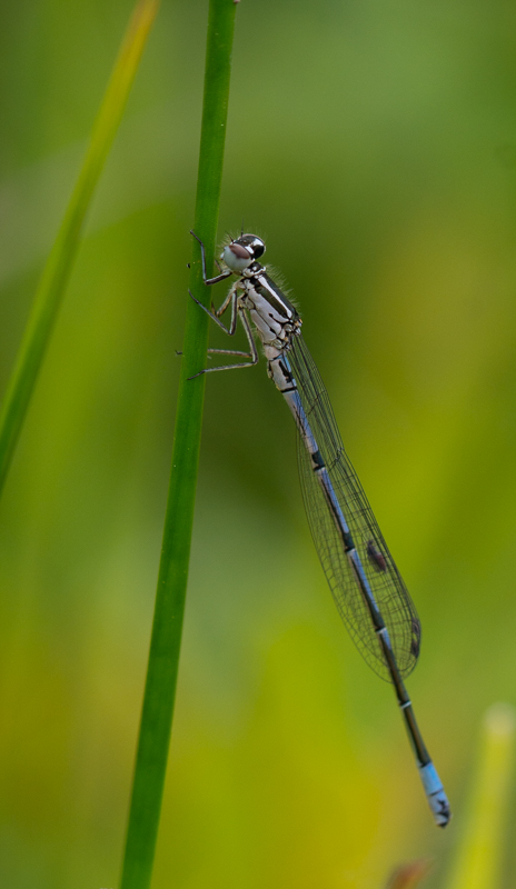 Agrion Jouvencelle (1).jpg