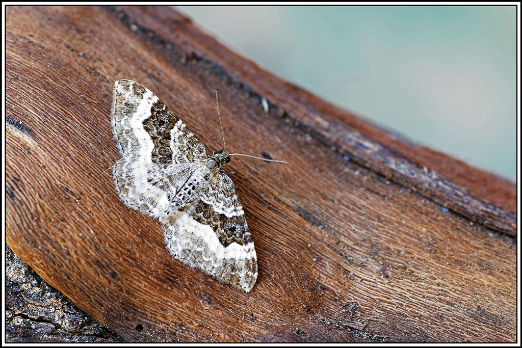 Alternée(Epirrhoe_alternata)(17).jpg