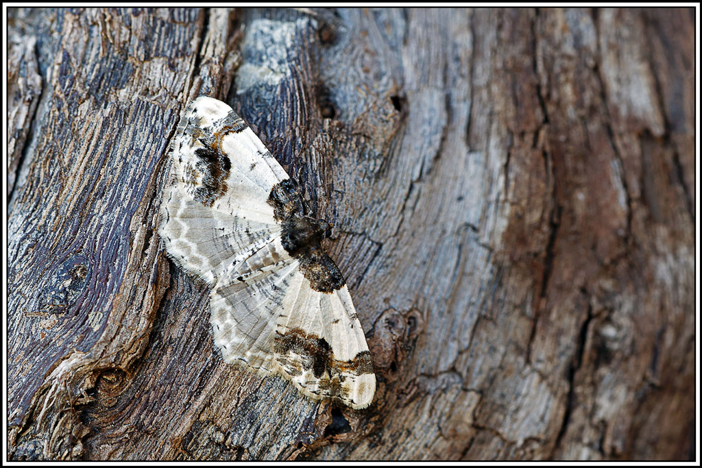 Phalène_du_fusain(Ligdia_adustata)(11).jpg