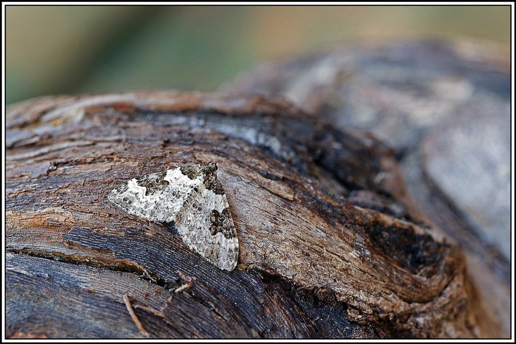 Phalène_ondée(Xanthorhoe_fluctuata)(1).jpg