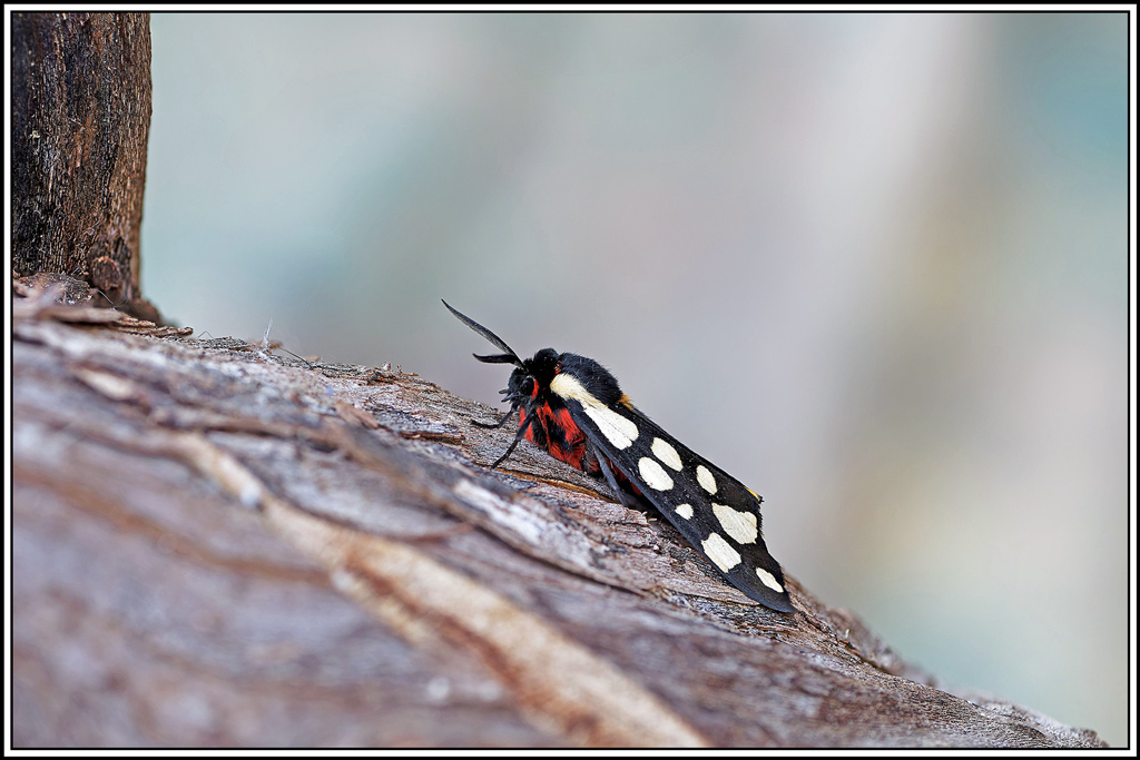 Ecaille_fermiere(Epicallia_villica)(31_38).jpg