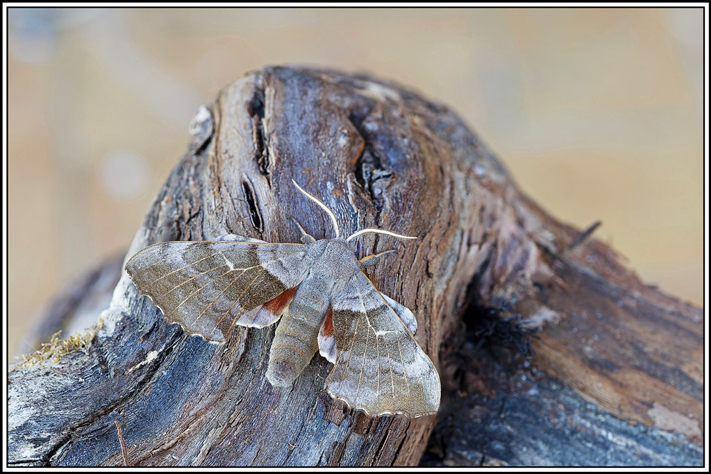 Sphinx_du_peuplier(Laothoe_populi)(58_65).jpg
