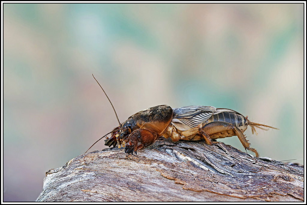 Taupe_grillon(Gryllotalpa_gryllotalpa)(25_35).jpg