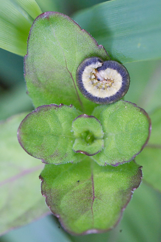 Apethymus serotinus 1.jpg