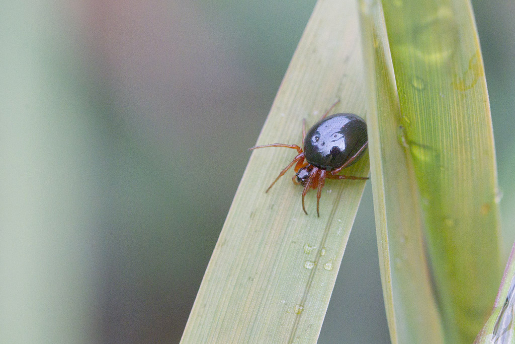 Hypomma bituberculatum 1.jpg