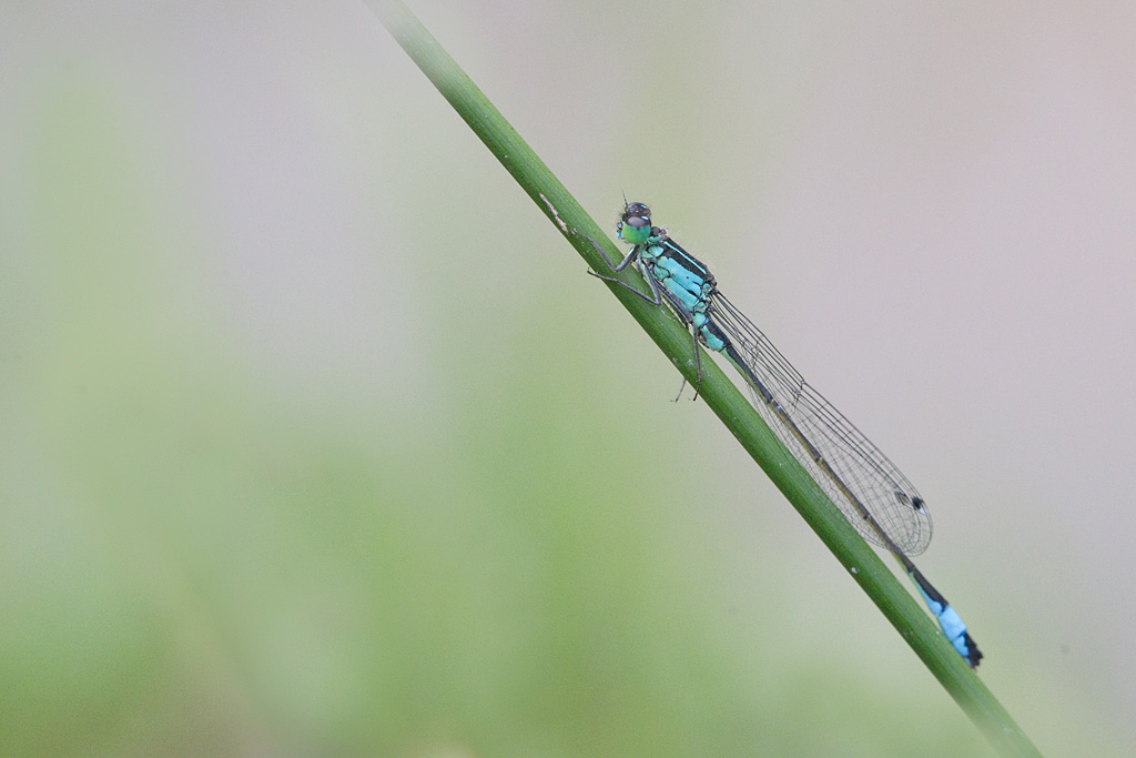 Ichnura elegans.jpg