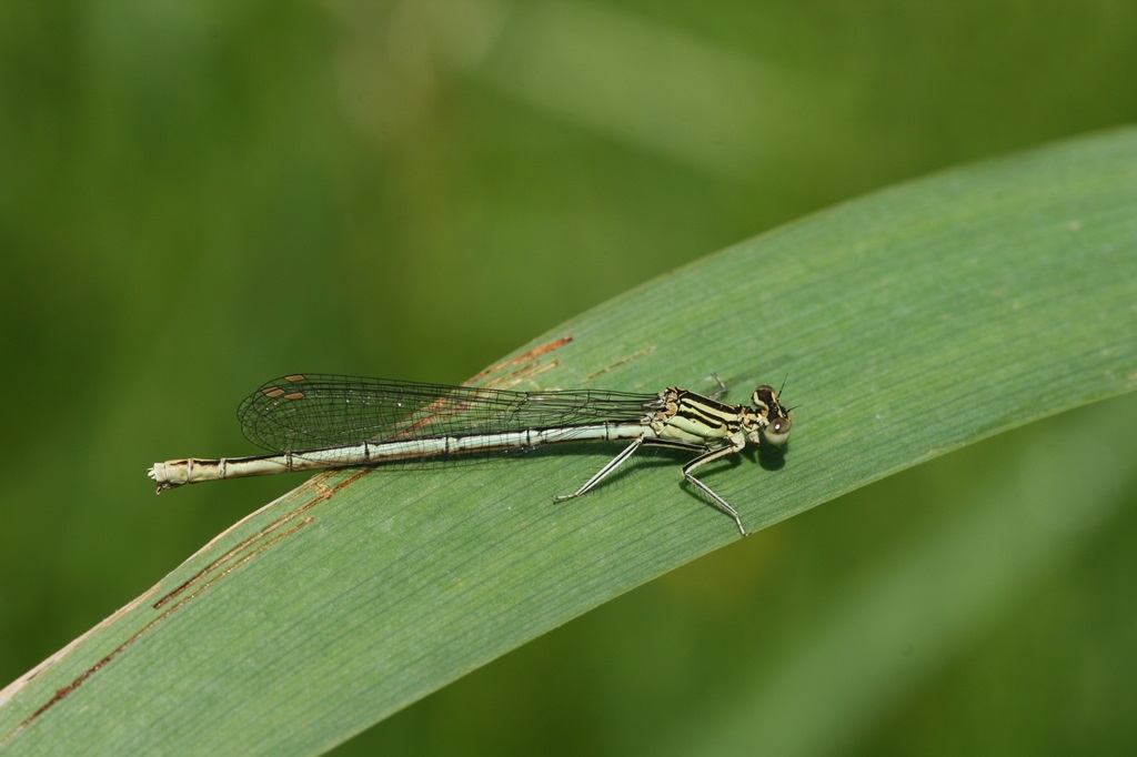 6 IMG_♀ VERTE.JPG