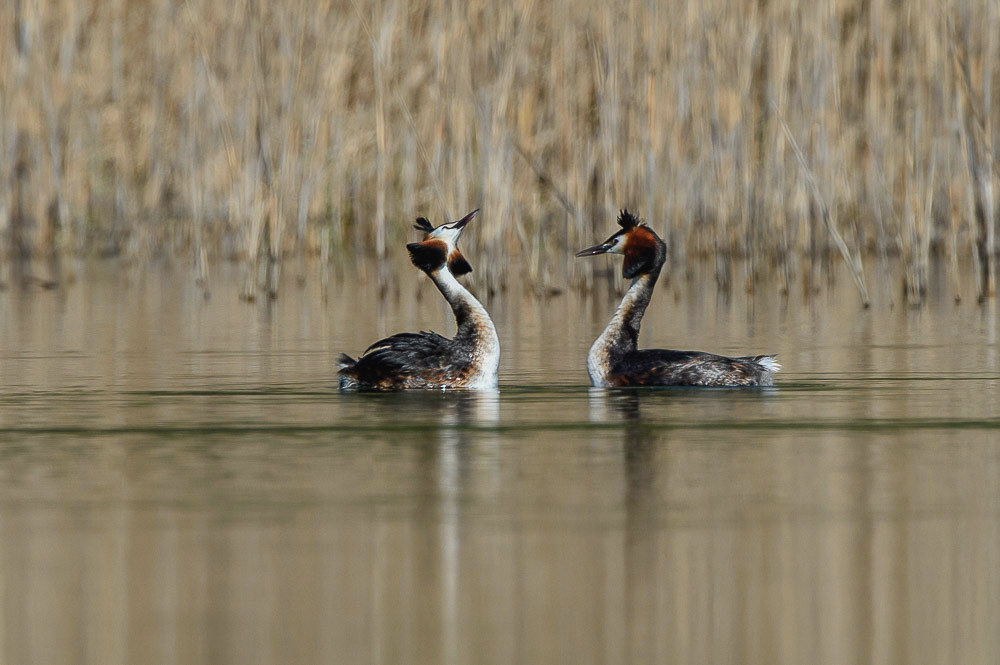 Grebe 2024_78.jpg