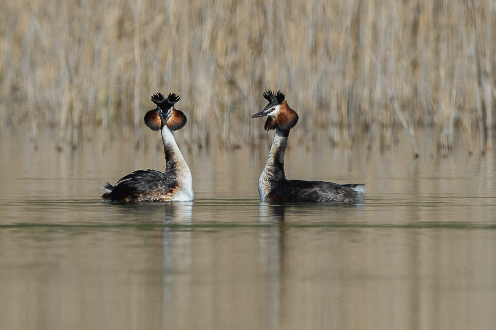 Grebe 2024_79.jpg