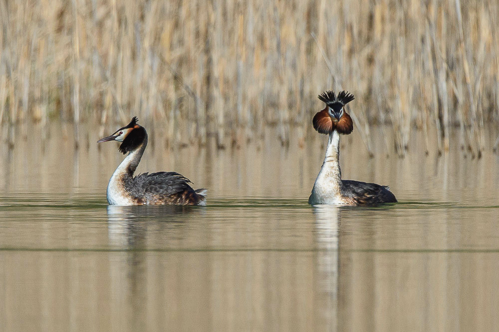 Grebe 2024_91.jpg