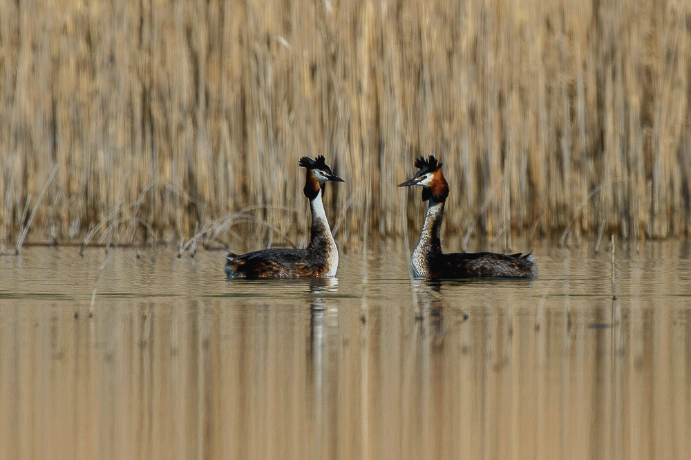 Grebe 2024_115.jpg