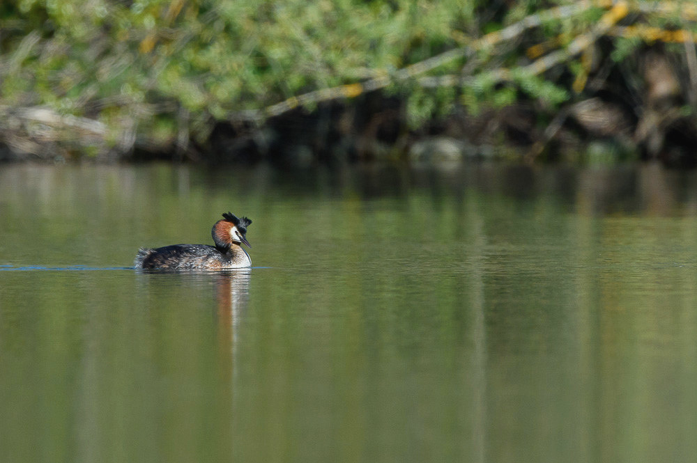 Grebe 2024_107.jpg