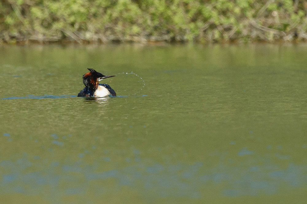 Grebe 2024_103.jpg