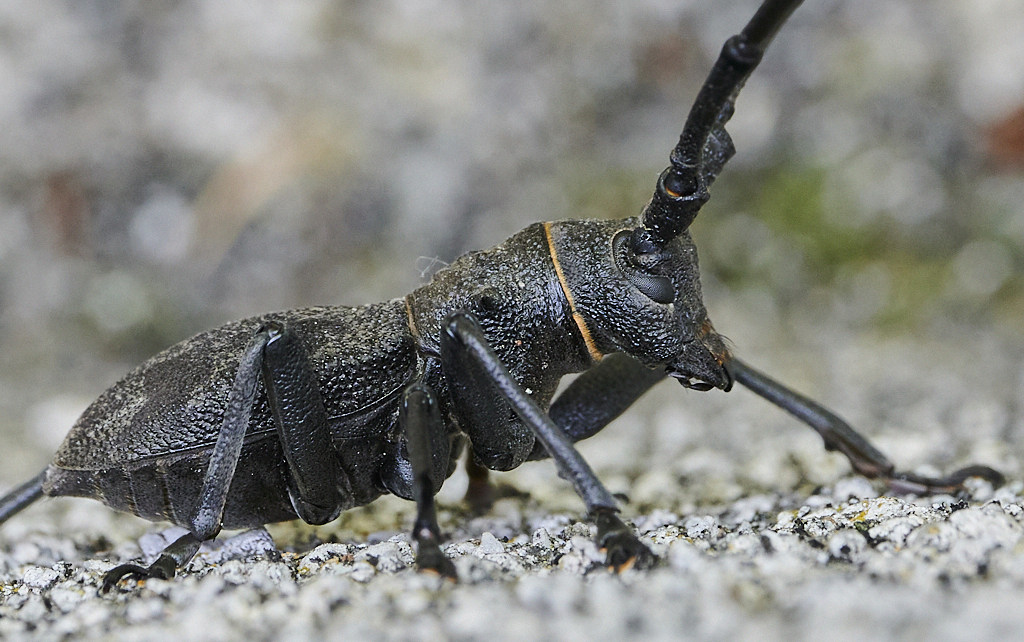 b bis 5539_1_01.jpg