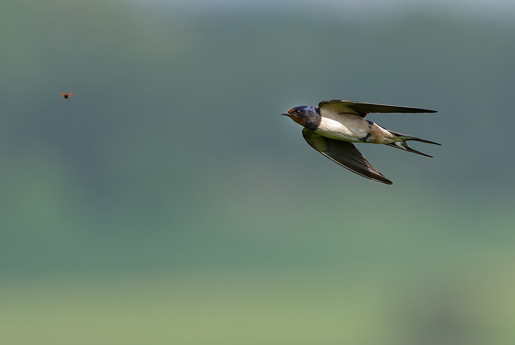 DSC_6866_DxO.jpg