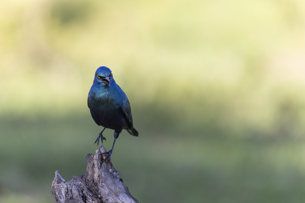 Choucador à oreillons bleus.jpg