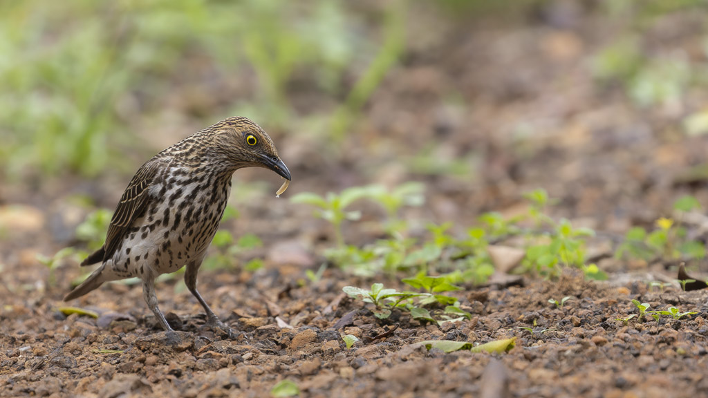 860A1395-CR3_DxO_DeepPRIMEXD-2.jpg
