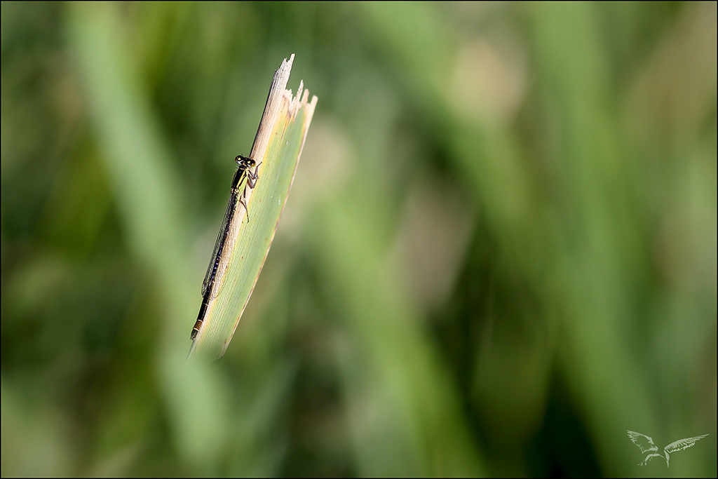 Ischnura elegans ♀ B infuscans.jpg