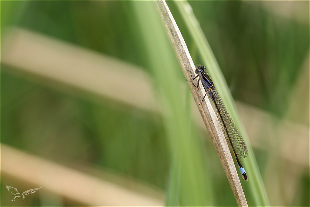 Ischnura elegans_♀ im A violacea.JPG