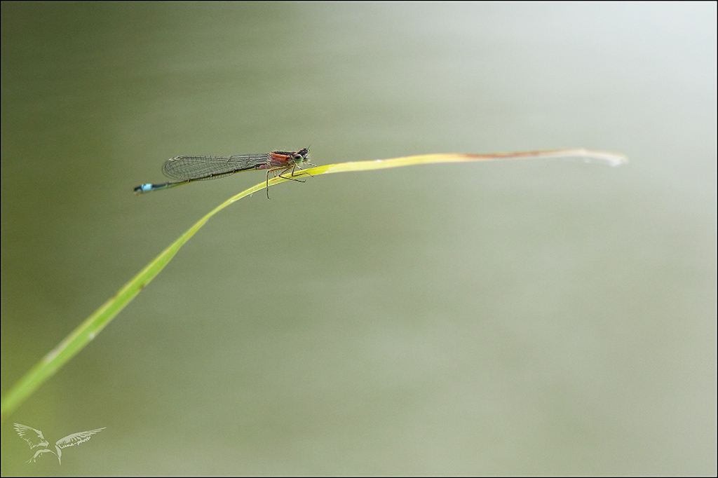 Iscnura elegans ♀ imm C rufescens.jpg