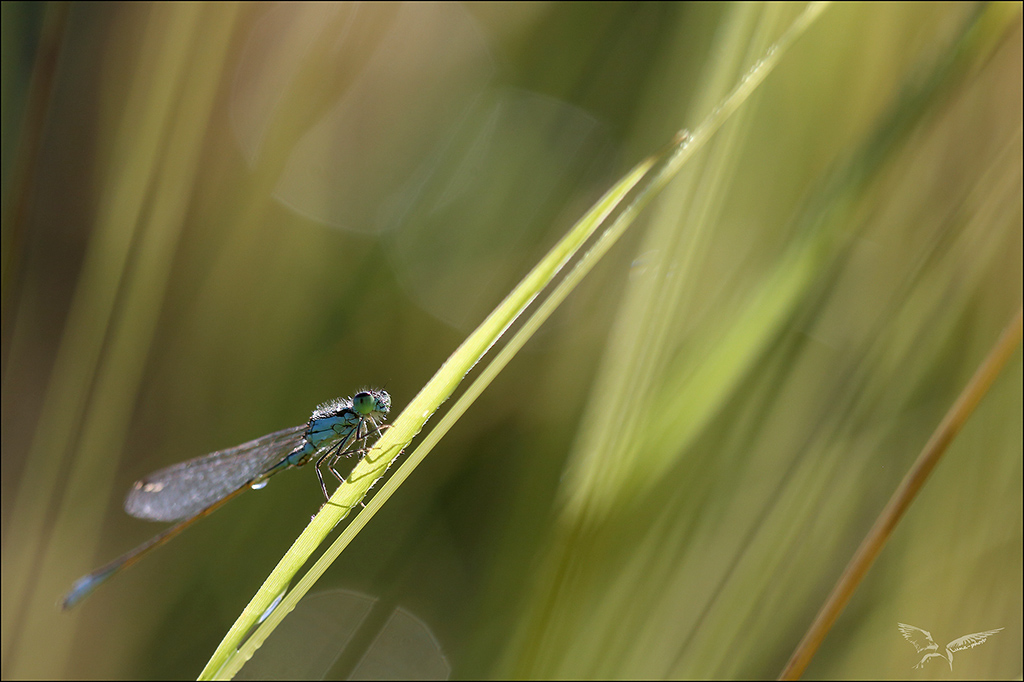 Ischnura elegans 6.JPG