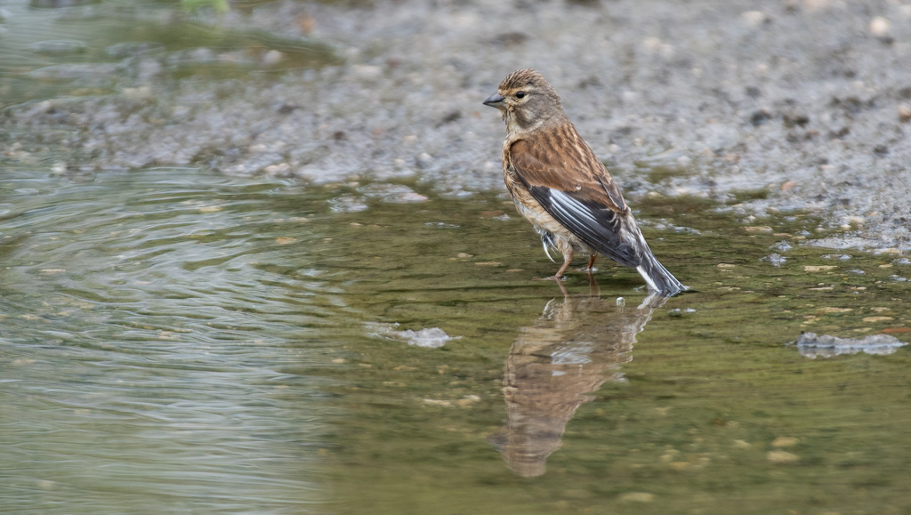 Linotte au bain -0-.jpg