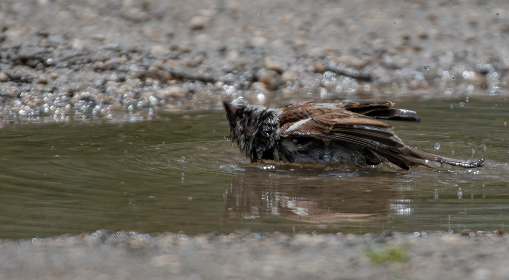 Moin'eau -2-.jpg