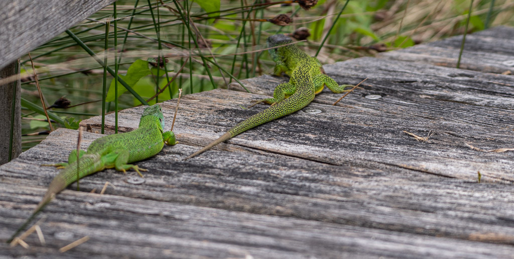 Lézard à 2 bandes Mâle et Femelle.jpg