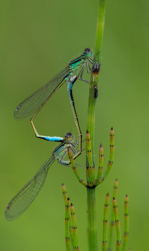 Agrion Jouvencelle (2).jpg
