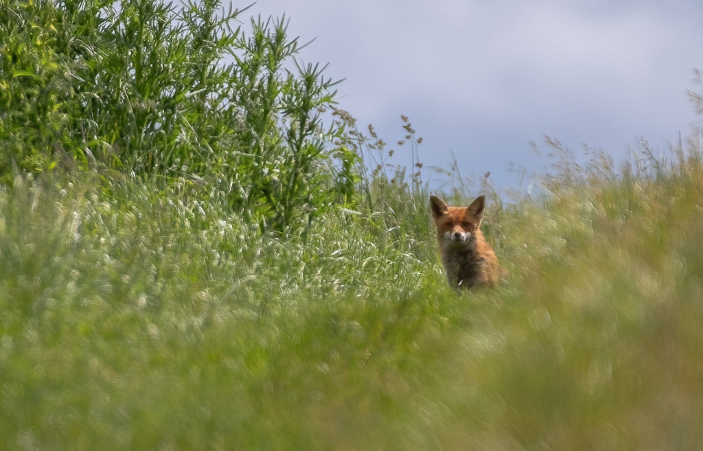 Renard -1-.jpg